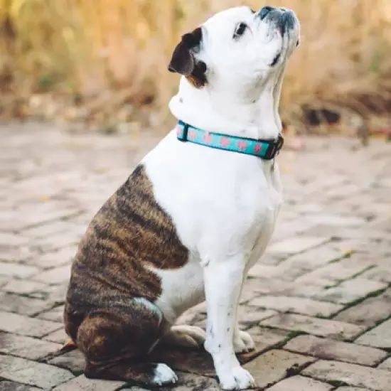 Up Country Dahlia Darling Dog Collar - Medium image {2}