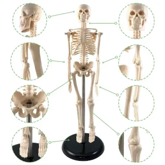 Supertek Human Skeleton Model with Key, 17" image {3}