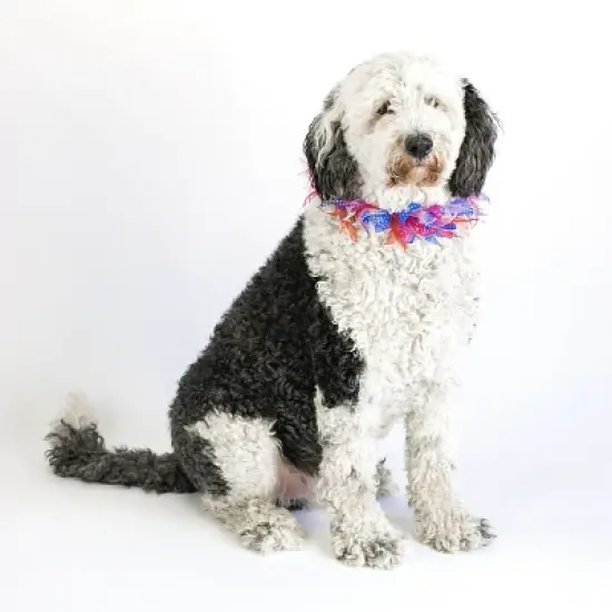 Midlee Patriotic Dots 4th of July Dog Collar image {1}