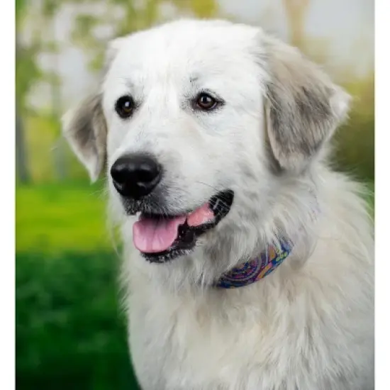 Country Brook Petz HossFit Jr Wide Premium  Dog Collar - Groovy Collection image {1}