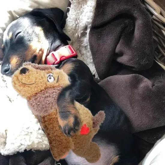 Allforpaws Dog Toy Anti Anxiety Plush Buddy image {2}