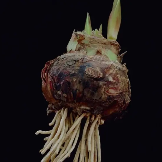 Van Zyverden Amaryllis Pink Flower Bulb with Artisan Decorative Planter image {3}