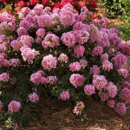 National Plant Network Pocomoke Dwarf Crepe Myrtle - 3gal image {9}