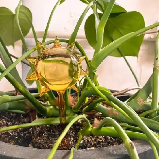 Love x June Sunny Sips image {3}