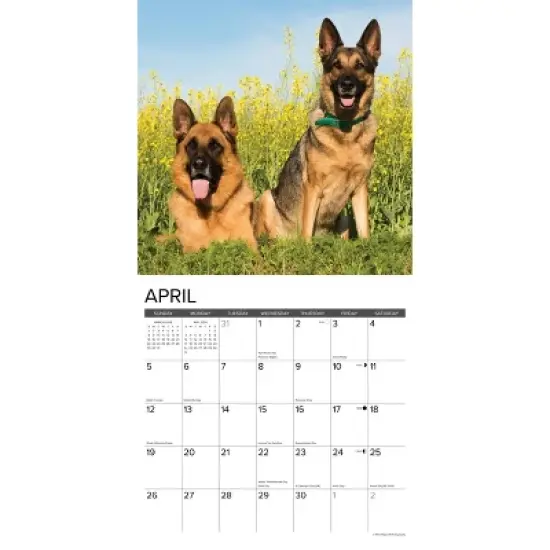 Willow Creek Press 2026 German Shepherds Wall Calendar image {2}