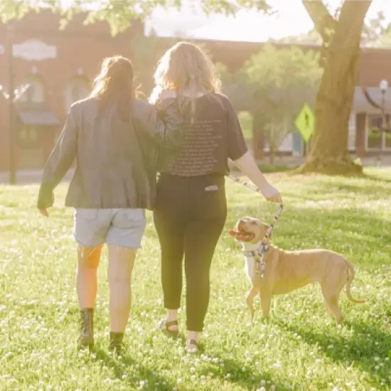 Country Brook Petz Premium Pride Dog Collar image {2}