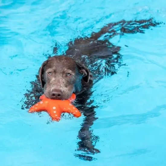 PetShop by Fringe Studio Shelly Floating Dog Interactive Toy image {4}