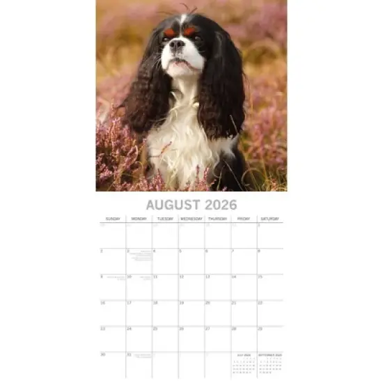 2026 Square Wall Calendar, Cavalier King Charles Spaniels, 16-Month Animals Theme with 180 Reminder Stickers (12x12 In) image {2}