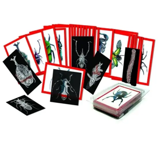 Roylco Insect X-Ray and Picture Cards - 36 Pieces image {2}