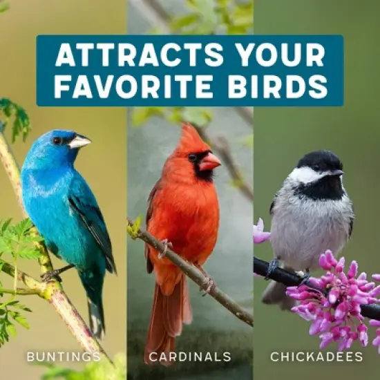 Melody Select 4lb Songbird Supreme Wild Bird Food: Nut & Fruit Blend, Attracts Variety of Birds, USA Made image {6}