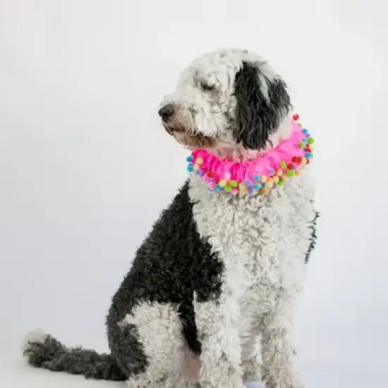 Midlee Pink Birthday Pom Pom Dog Collar image {2}
