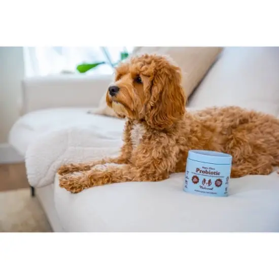 Natural Dog Company Probiotic Supplement Dog Chews - Chicken - 90ct image {3}