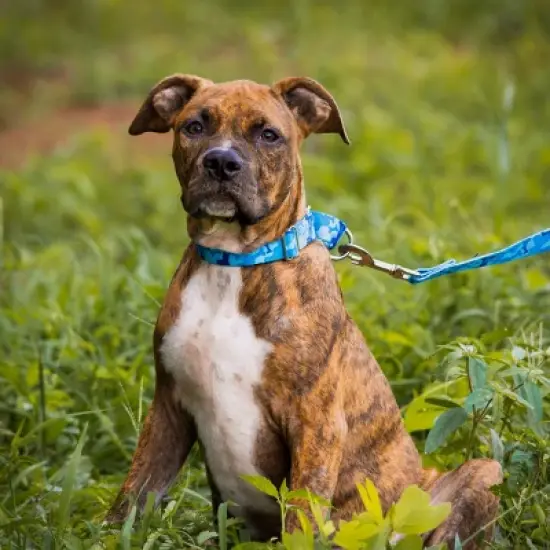 Country Brook Petz Blue Bone Camo Martingale Dog Collar and Leash image {2}