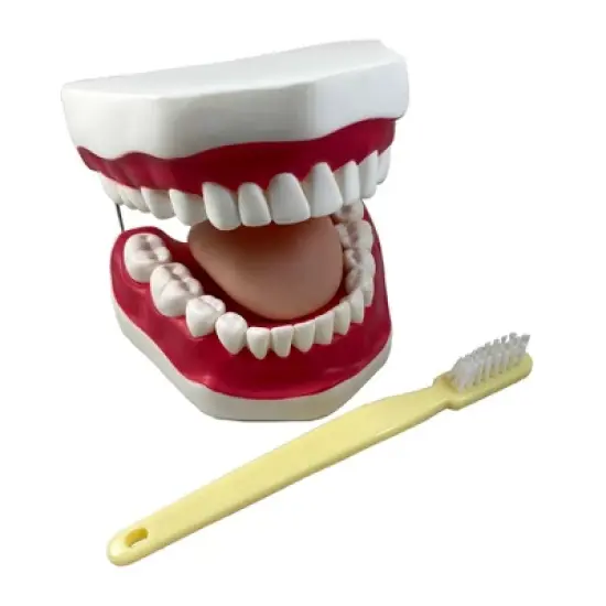 Supertek Oral Hygiene Model with Key image {1}