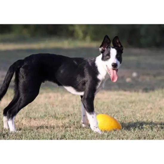 Jolly Pets Egg Dog Toy image {2}