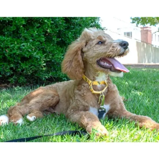 Country Brook Design - Busy Bee Martingale Dog Collar image {1}