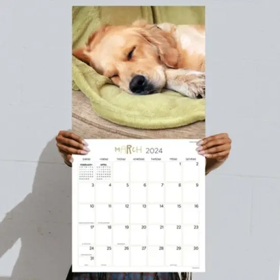 TF Publishing 2024 Wall Calendar 12"x12" Dog Dreams image {3}