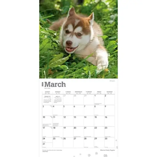 Browntrout 2024 Wall Calendar 12"x12" Siberian Husky Puppies image {2}