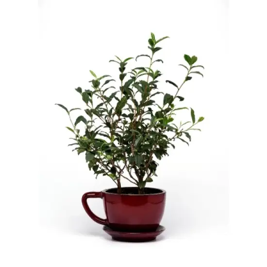 2.5qt Brew-Tea-Ful Plant - National Plant Network image {1}