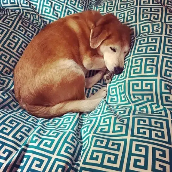 Majestic Pet Towers Rectangle Dog Bed image {2}