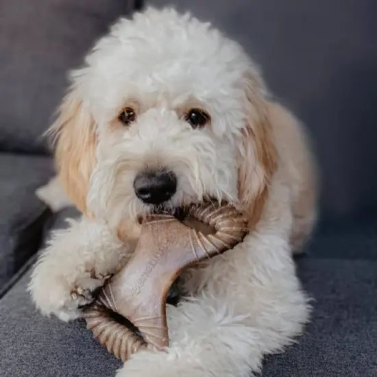 Benebone Dental Chew Dog Toy - Bacon - M image {2}