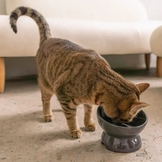 Dexypaws: Elevated Ceramic Cat Bowl, Grey, 7oz, Pet Feeding Dish image {1}