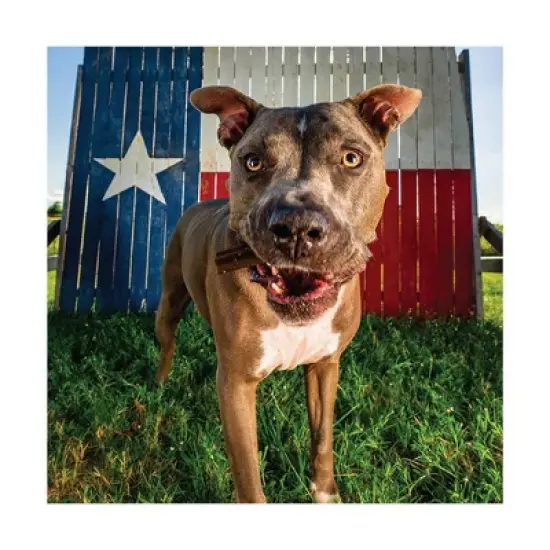 Get Naked Senior Health Functional Chicken Flavor Dental and Hard Chews Sticks Dog Treats - 6.2oz image {3}