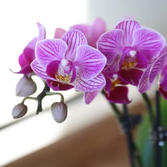Live 4" Pink Duo Orchid Houseplant in Dot Planter image {3}