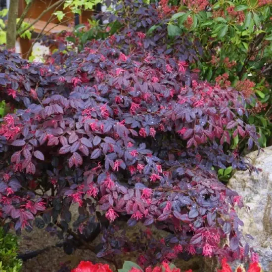 2gal Southern Living 'Red Diamond' Loropetalum Plant with Red Blooms - National Plant Network image {2}