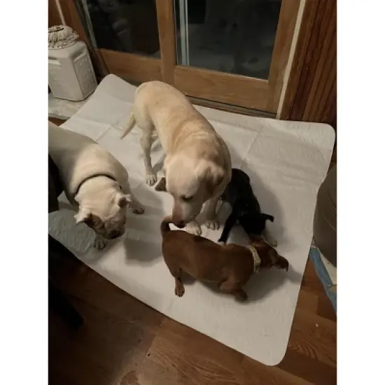 Midlee Washable Pad for Dogs 60" x 72" Pack of 3 image {3}