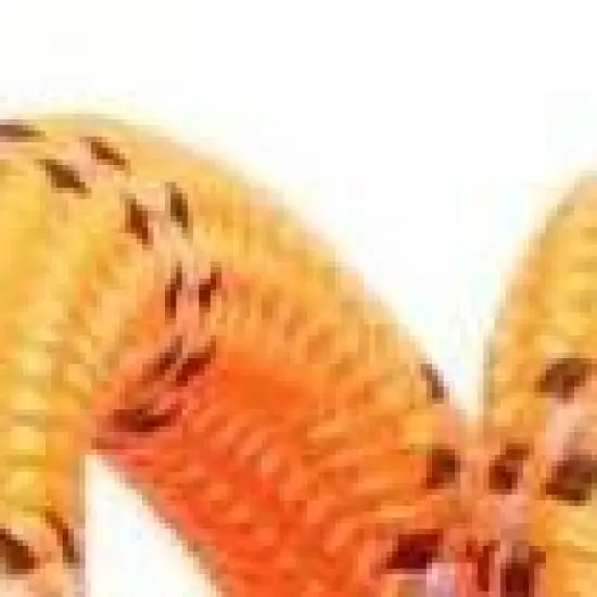 Doggy Tales Braided Rope Leash Orange image {2}