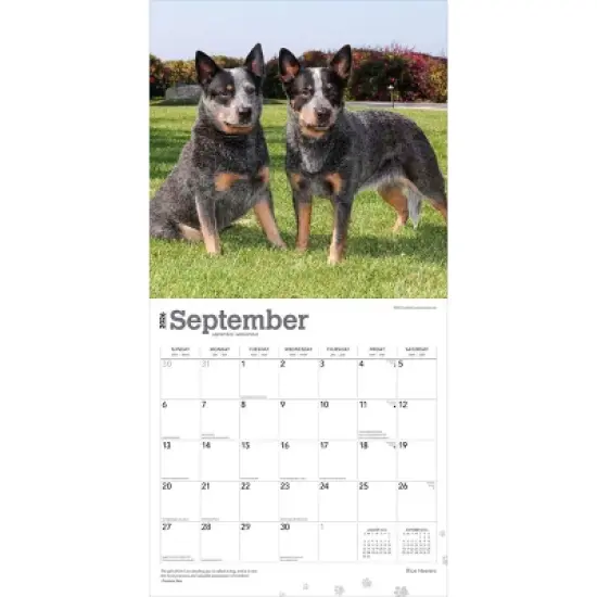 BrownTrout Blue Heelers 2026 12"x24" Hanging Square Wall Calendar Plastic-Free image {3}