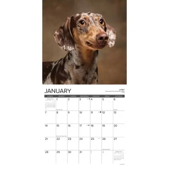 Willow Creek Press 2024 Wall Calendar 12"x12" Dachshund Rules image {2}