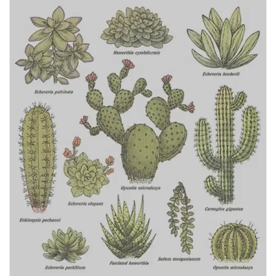 Men's Lost Gods Botanical Cacti Sweatshirt image {1}