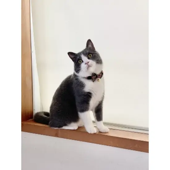 Necoichi Gilded Gold Bow Tie Cat Collar image {6}