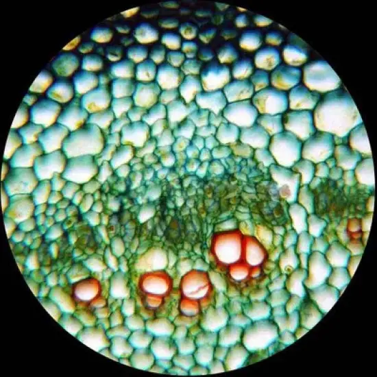 Portable 40X-1000X Magnification Monocular Student Microscope with 25pc Prepared Slide Kit - AmScope image {6}