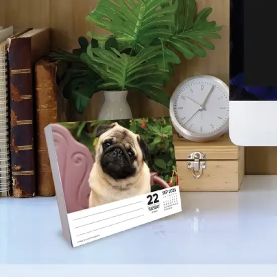 Willow Creek Press 2026 Just Pugs Box Calendar image {2}