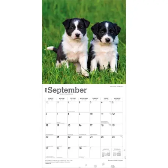 BrownTrout Border Collie Puppies 2026 12"x24" Hanging Square Wall Calendar Plastic-Free image {3}