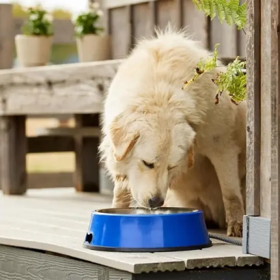 Farm Innovators Signature Series 60 Watt 5.5 Quart Electric Heated Pet Water Bowl with Stainless Steel Insert and Thermostatic Control, Blue image {1}