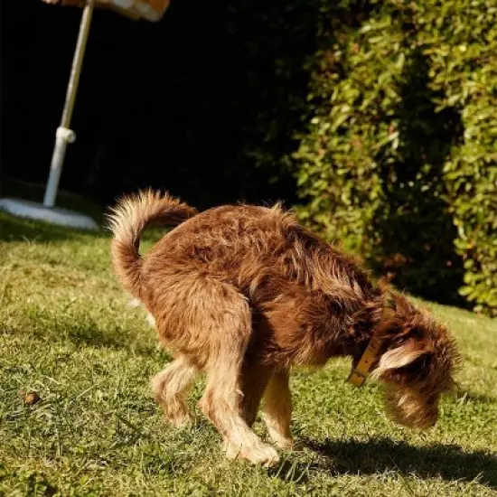 Native Pet Probiotic Supplement Powder with Bone Broth for Dogs - 4.1oz image {5}