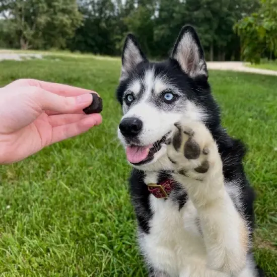 Ready Pet Go Joint & Hip Mobility Chews for Dogs, With Glucosamine Chondroitin MSM, Turmeric & Hyaluronic Acid, Grilled Chicken Flavor, 60 or 90ct image {4}