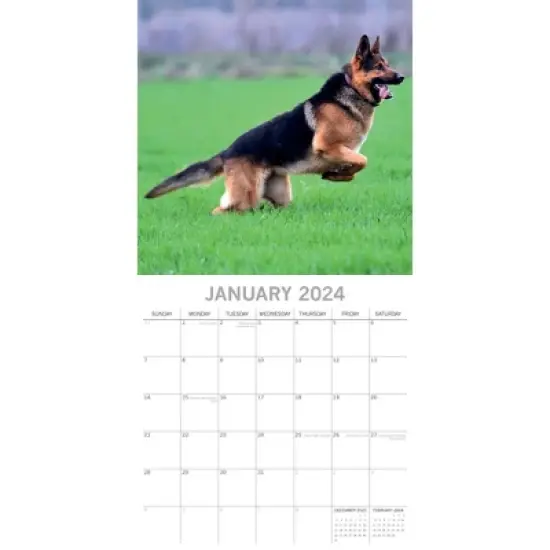 The Gifted Stationery 2024 Square Wall Calendar, German Shepherds, 16-Month Paw Prints Theme with 180 Reminder Stickers (12 x 12 In) image {1}