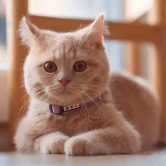 Pawtitas Reflective Cat Collar Adjustable image {1}