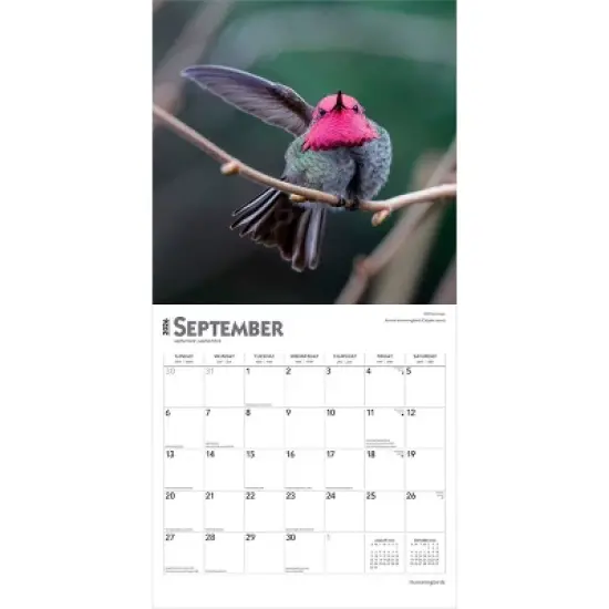 BrownTrout Hummingbirds 2026 12"x24" Hanging Square Wall Calendar Plastic-Free image {3}