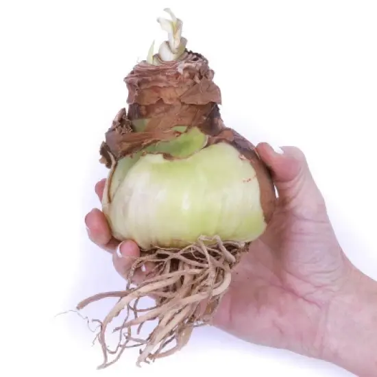 Van Zyverden 6ct Exotic Amaryllis Multicolor Flower Bulb Set image {2}