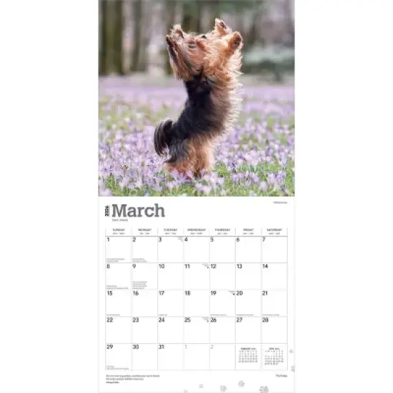 BrownTrout Yorkshire Terriers 2026 12"x24" Hanging Square Wall Calendar Plastic-Free image {2}