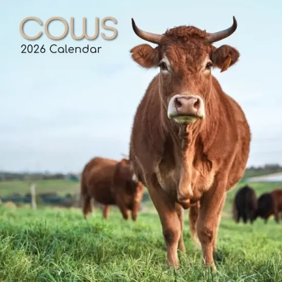 2026 Square Wall Calendar, Cows, 16-Month Animals Theme with 180 Reminder Stickers (12x12 In) image {4}
