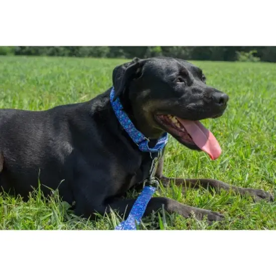 Country Brook Petz  Martingale Dog Collar Floral Collection with 8 Charming Designs image {1}