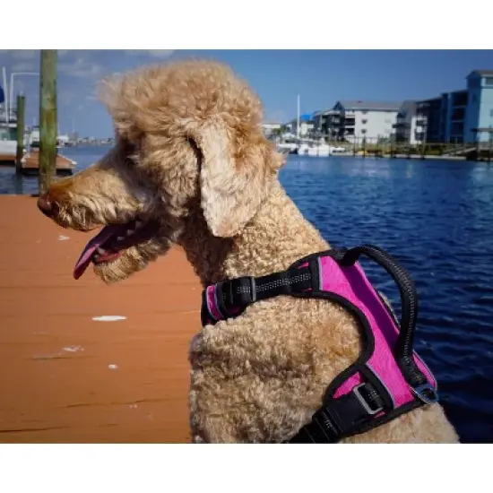 Black Rhino Adjustable Dog Harness with Mesh Padded Ves, Medium, Blue image {3}