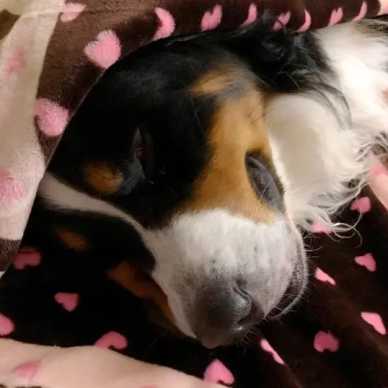 Snuggle Puppy Blanket for Pets - Pink image {1}